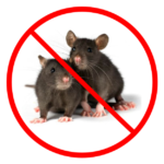 pest control services in chennai